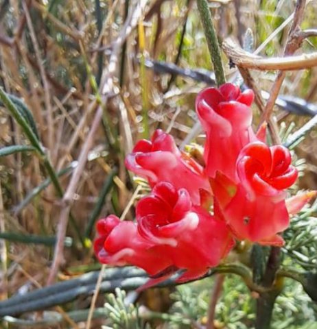 Microloma tenuifolium leaf parts around the flowers